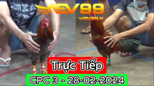 Xem đá gà thomo CPC3 ngày 28-02-2024