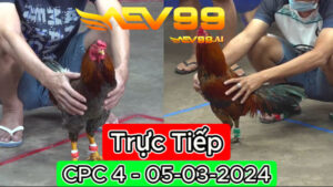 Xem đá gà thomo CPC4 ngày 05-03-2024