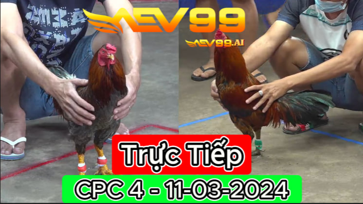 Xem đá gà thomo CPC4 ngày 11-03-2024