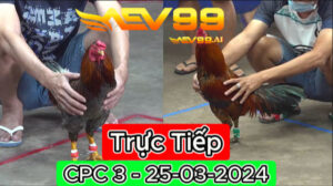 Xem đá gà thomo CPC3 ngày 25-03-2024