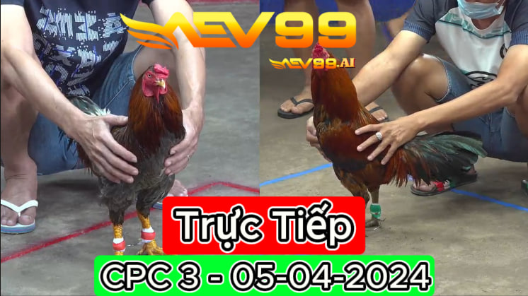 Xem đá gà thomo CPC3 ngày 05-04-2024