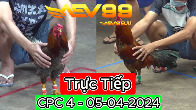 Xem đá gà thomo CPC4 ngày 05-04-2024