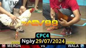 Trực Tiếp thomo CPC4 ngày 29-07-2024