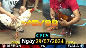 Trực Tiếp thomo CPC5 ngày 29-07-2024