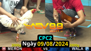 Trực Tiếp thomo CPC2 ngày 09-08-2024