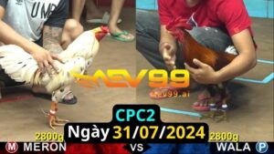 Trực Tiếp thomo CPC2 ngày 31-07-2024