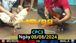 Trực Tiếp thomo CPC3 ngày 08-08-2024