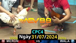 Trực Tiếp thomo CPC4 ngày 31-07-2024