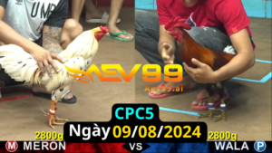 Trực Tiếp thomo CPC5 ngày 09-08-2024